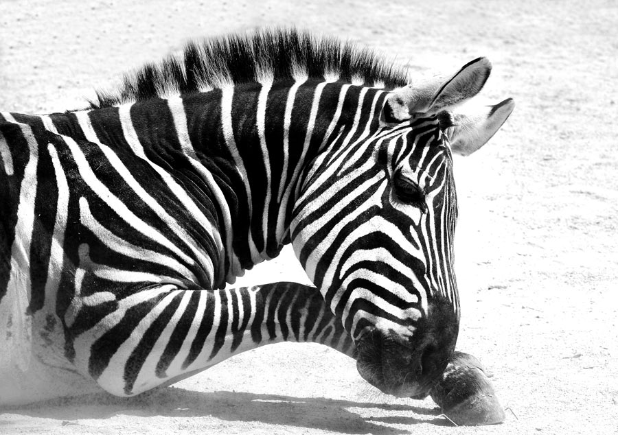 Zebra in S/W