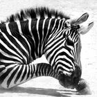 Zebra in S/W