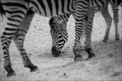 Zebra in s/w