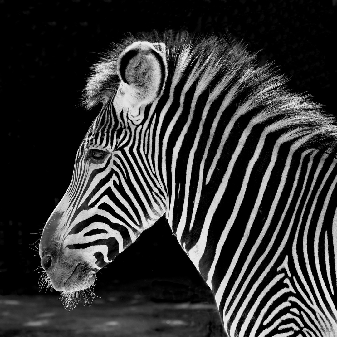 Zebra in SW..