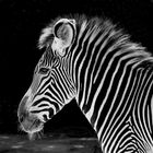 Zebra in SW..