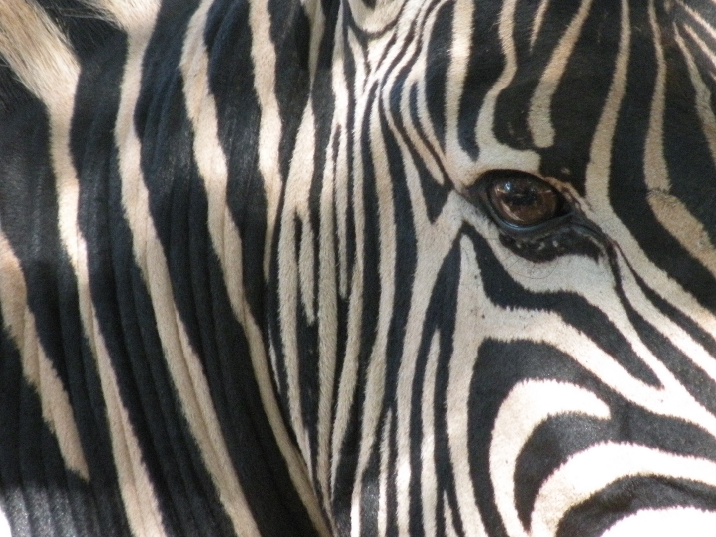 Zebra in Swasiland