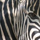 Zebra in Swasiland