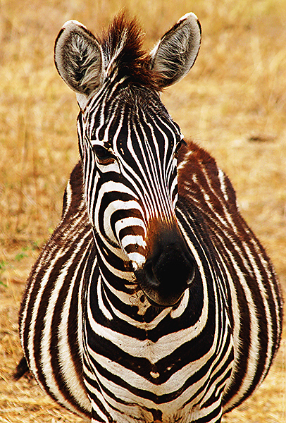 Zebra in Tarangire