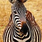 Zebra in Tarangire