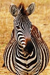 Zebra in Tarangire