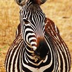 Zebra in Tarangire