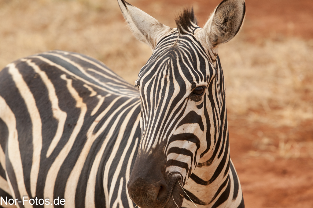 Zebra in Tsavo