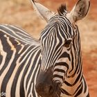 Zebra in Tsavo