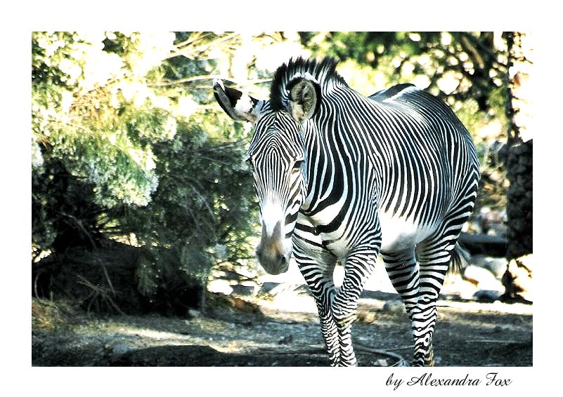 . Zebra in USA .