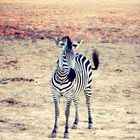 Zebra In Zambia