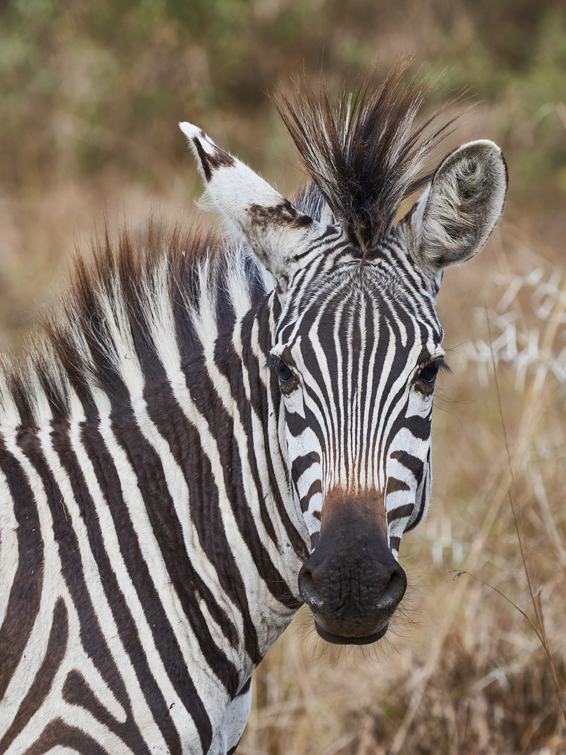 Zebra Irokese