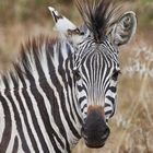 Zebra Irokese