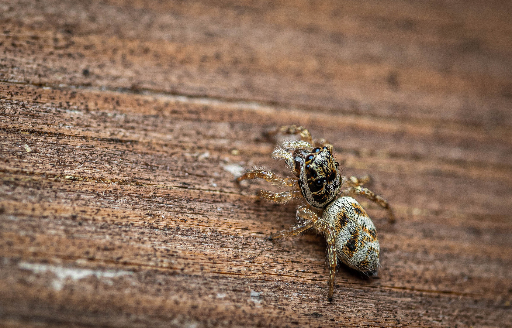 Zebra jumping spider - Salticus scenicus - Zebraspringspinne