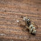 Zebra jumping spider - Salticus scenicus - Zebraspringspinne