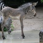 Zebra Junior