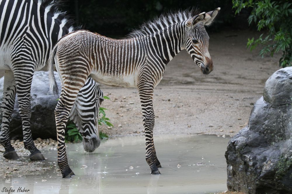 Zebra Junior