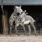 Zebra-Kampf...