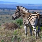 Zebra, Kichaka, South Africa