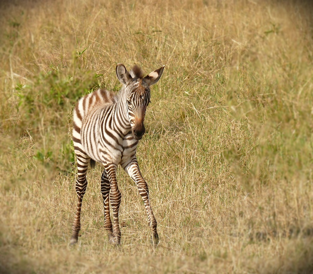 Zebra-Kind!