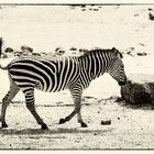 Zebra (klassisch)