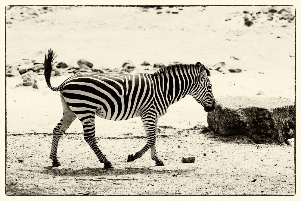 Zebra (klassisch)