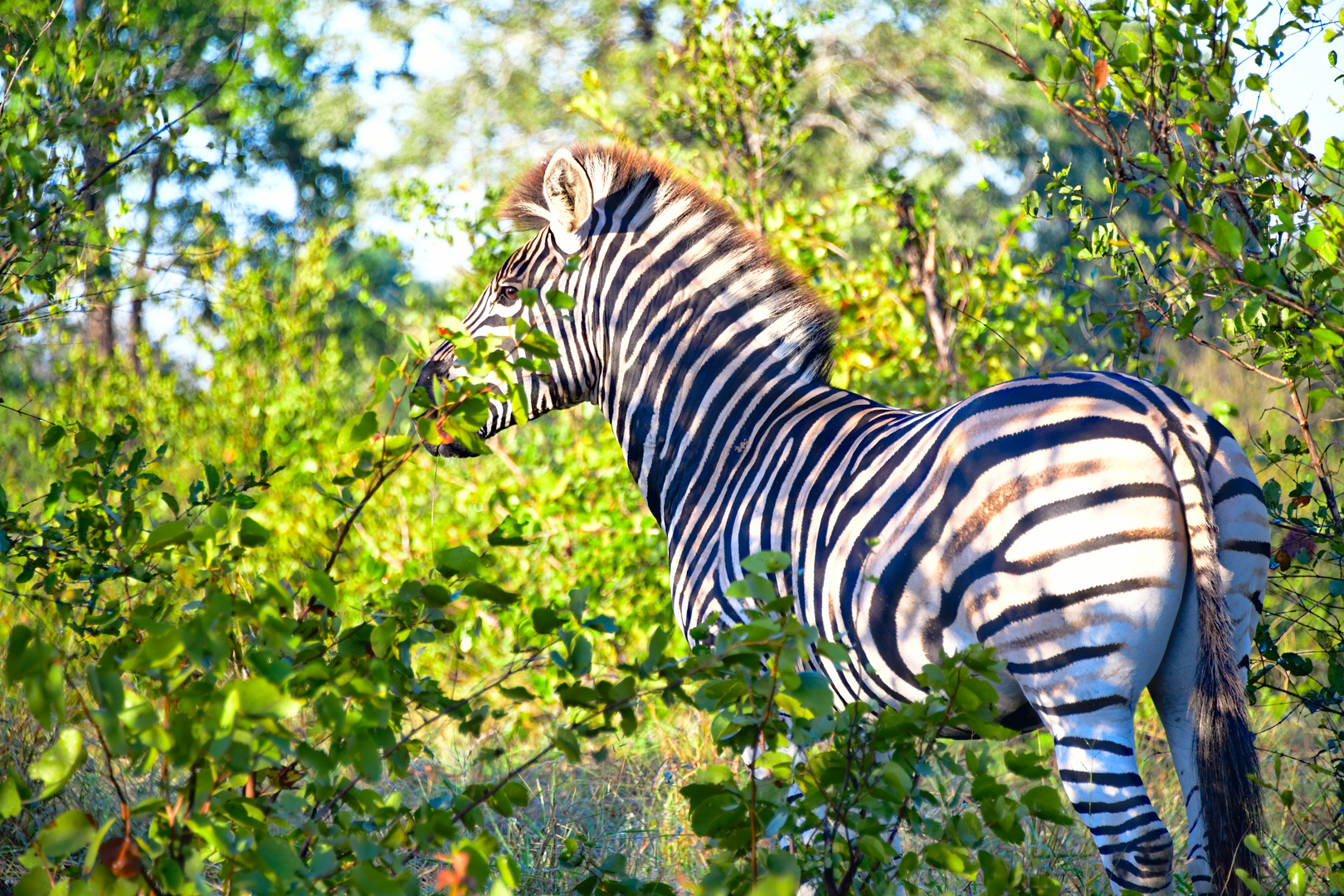 Zebra Kruger Nationalpark bei Sirheni