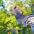 Zebra Kruger Nationalpark bei Sirheni