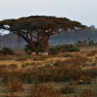 Zebra, Landschaft Kenia