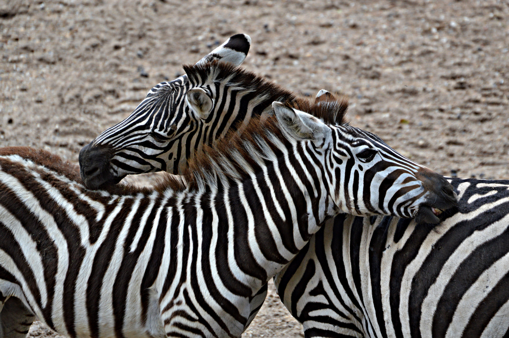 Zebra Liebe 