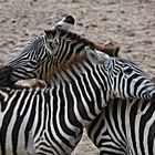 Zebra Liebe 