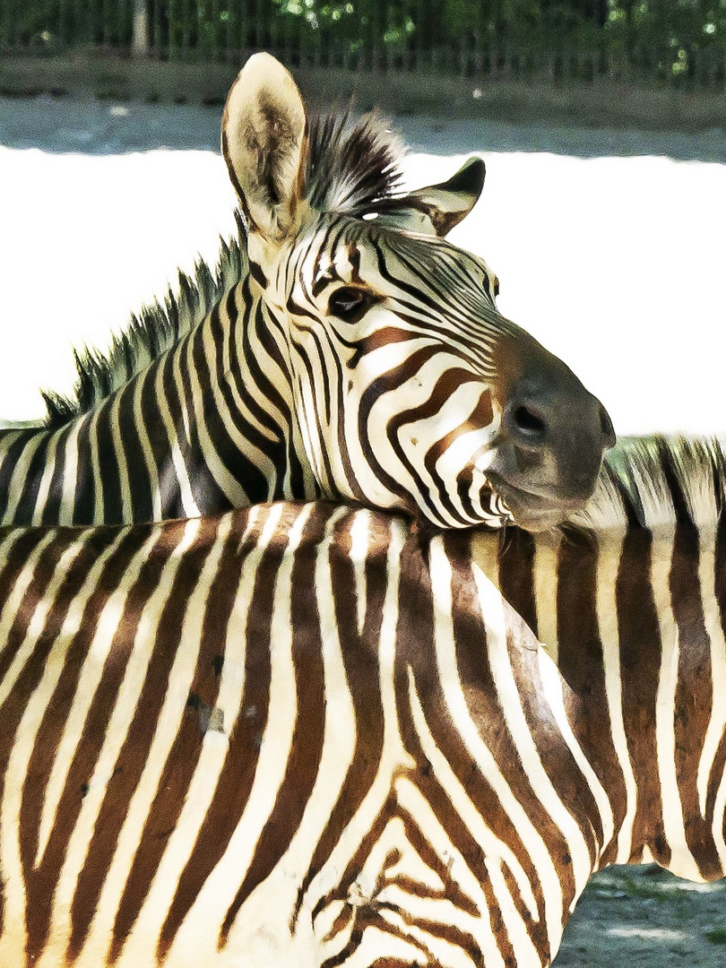 Zebra-Liebe