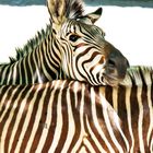 Zebra-Liebe