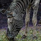 Zebra light