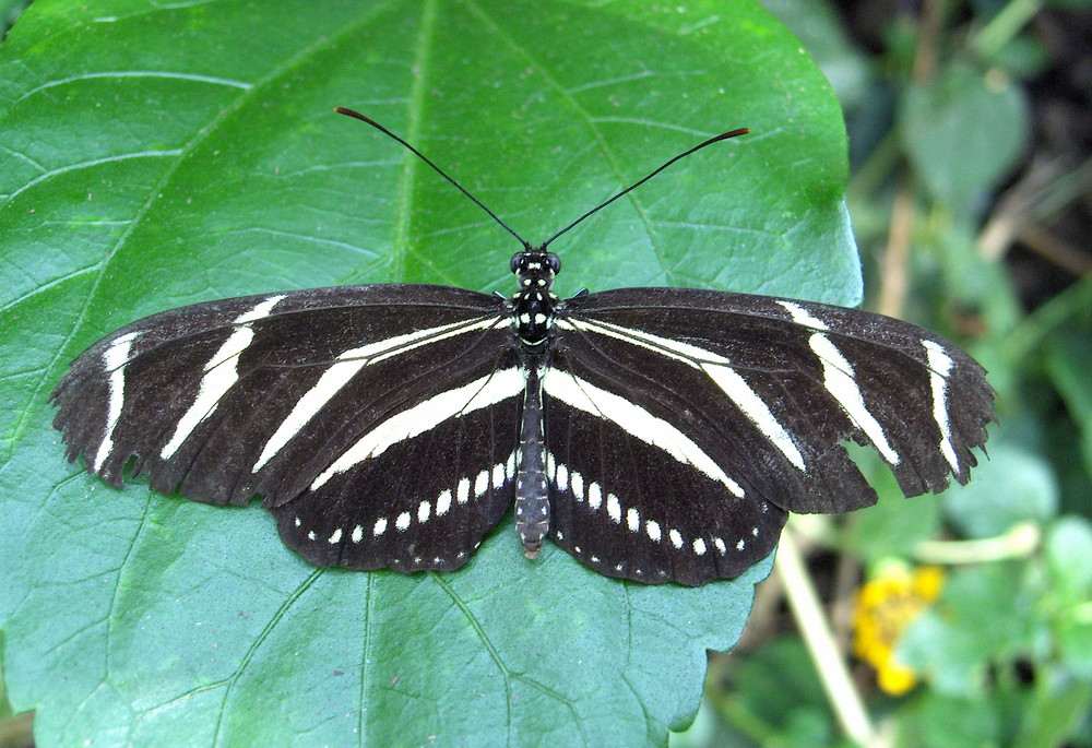 ZEBRA LONG WING