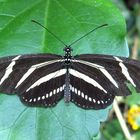 ZEBRA LONG WING