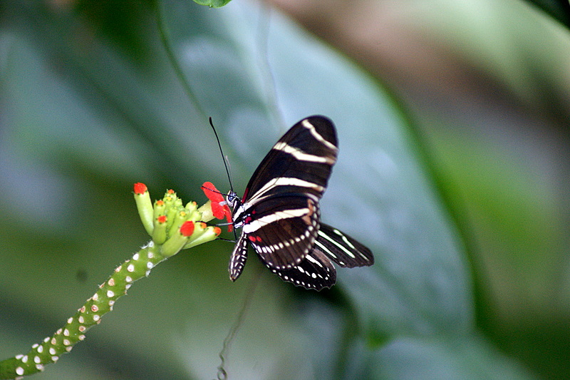 Zebra Longwing