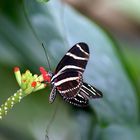 Zebra Longwing