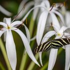 zebra longwing