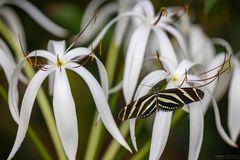 zebra longwing