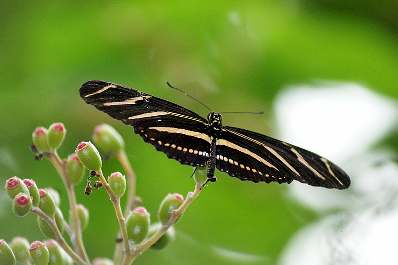 Zebra Longwing Butterfly