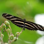 Zebra Longwing Butterfly