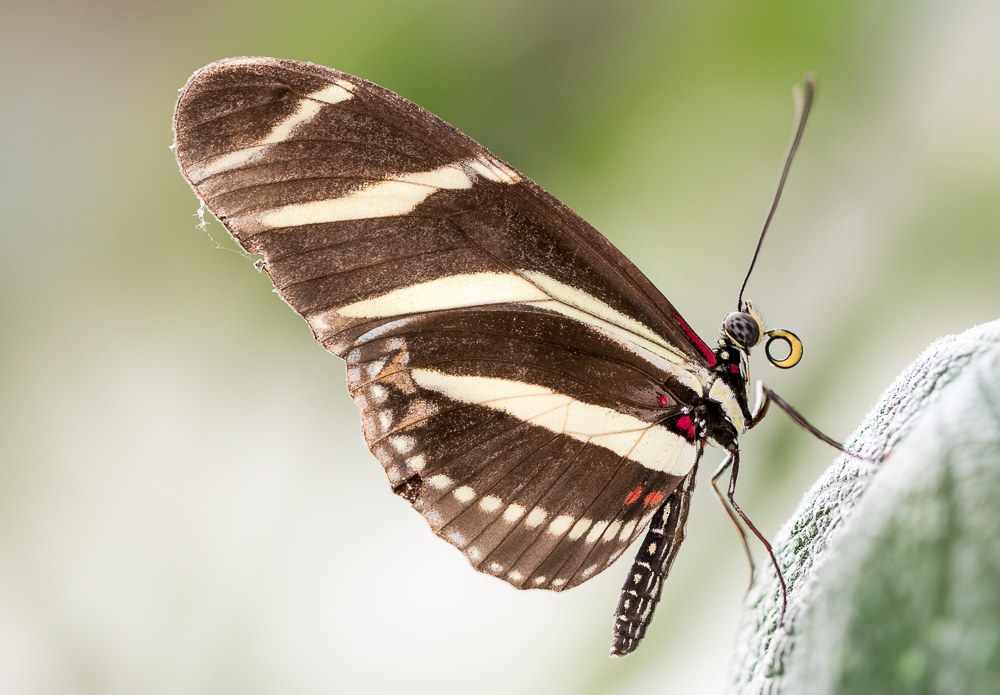 Zebra Longwing