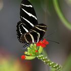 Zebra Longwing getting Nectar