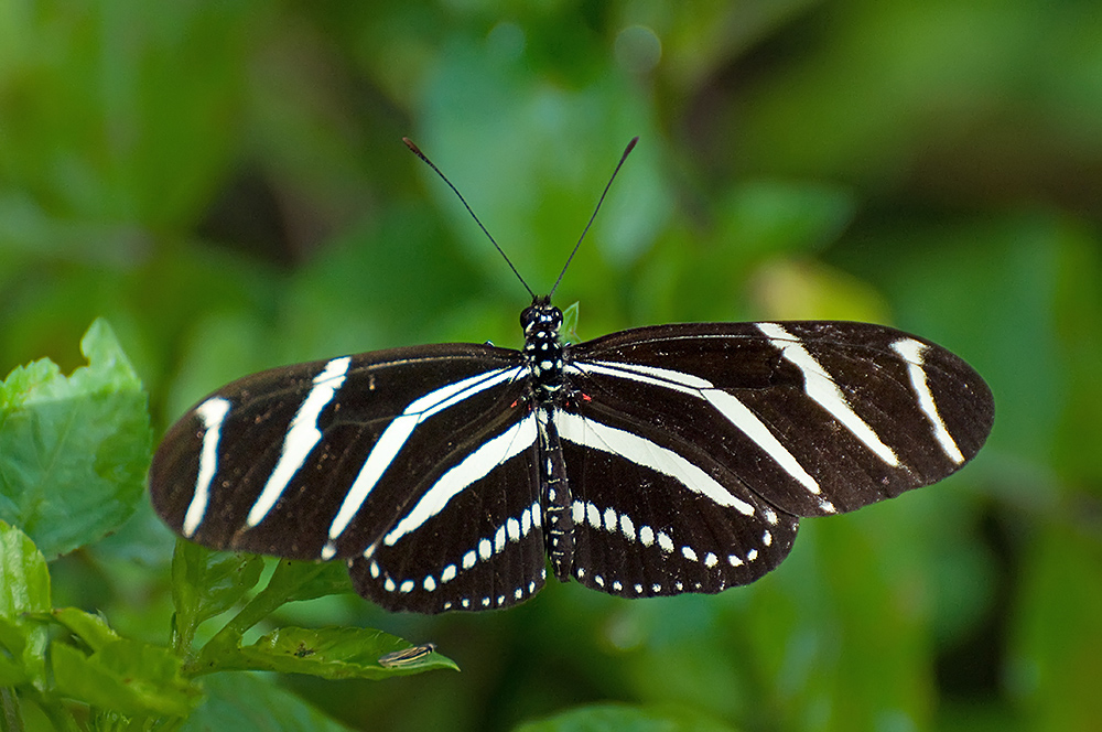 Zebra Longwing (Heliconius charitonius)