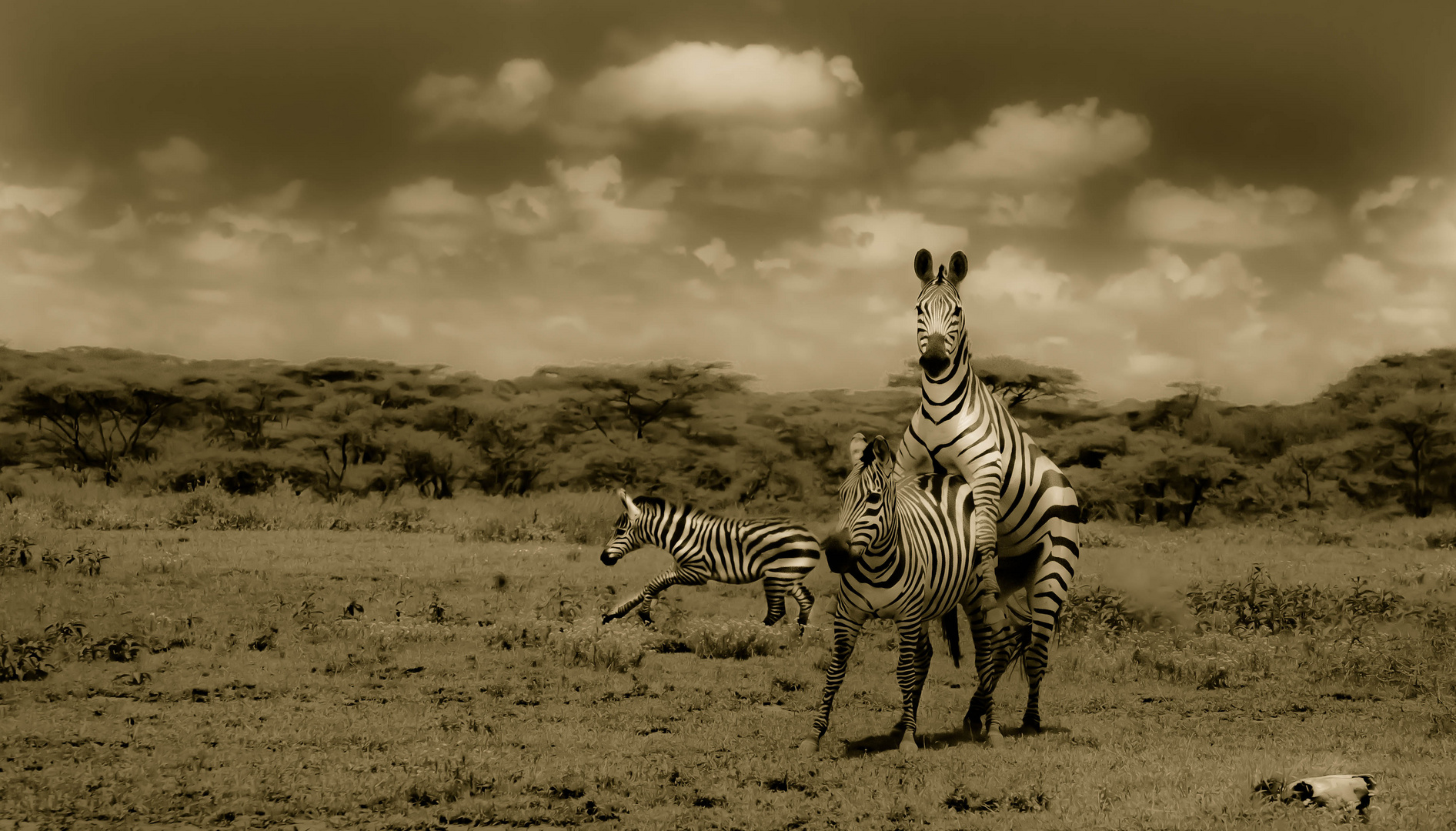 zebra love affair ,Tanzania