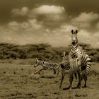 zebra love affair ,Tanzania