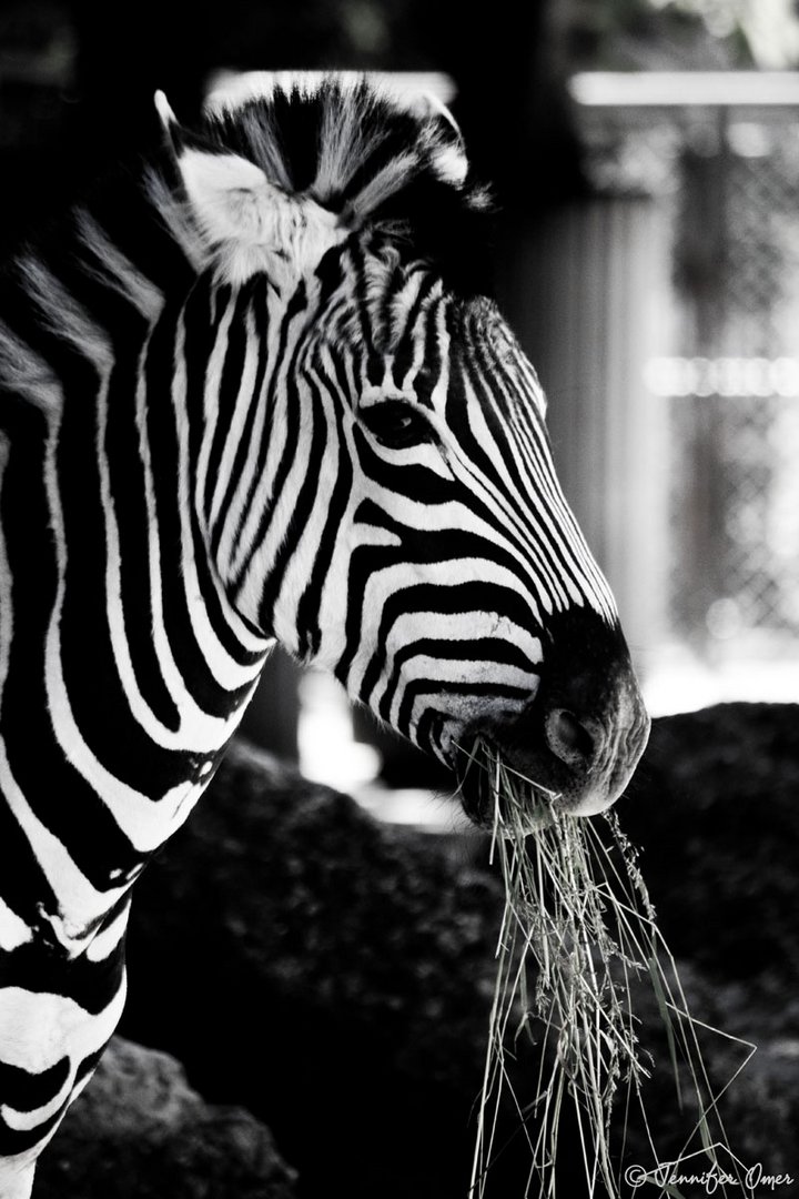 Zebra Love