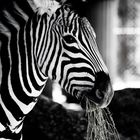 Zebra Love