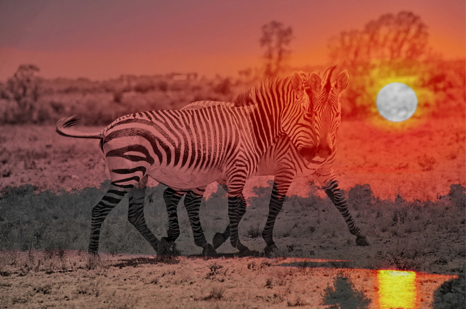 Zebra Love Sundowner DigiArt 1
